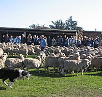 Curringa Farm - Accommodation and Farm Tours - Australian Destinations