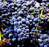 Laurel Bank Vineyard - Australian Destinations