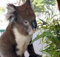 Glen-Forest Tourist Park - Australian Destinations