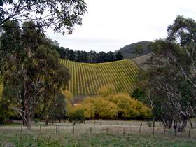 Mt Bera Vineyards - Australian Destinations 0