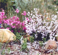 Stokes Bay Bush Garden - Australian Destinations