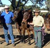 Coffin Bay Brumby Preservation Society Incorporated - Australian Destinations