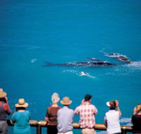 Whale Watching At Head Of Bight - Australian Destinations