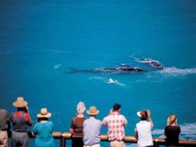 Whale Watching At Head Of Bight - Australian Destinations 0