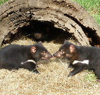 Wing's Wildlife Park - Australian Destinations
