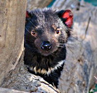 Trowunna Wildlife Sanctuary - Australian Destinations