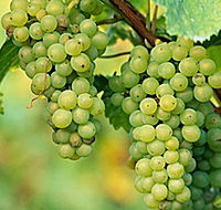 TP Vineyards - Australian Destinations