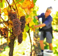 Native Point Wines - Australian Destinations