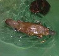 Platypus House - Australian Destinations