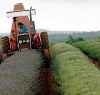 Bridestowe Lavender Farm - Australian Destinations