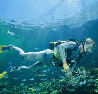 Kirra Reef Dive Site - Australian Destinations