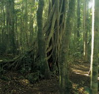 Lamington National Park Binna Burra Section - Australian Destinations