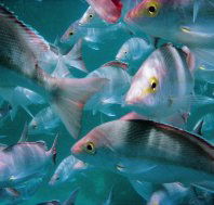 Wolf Rock Dive Site - Australian Destinations