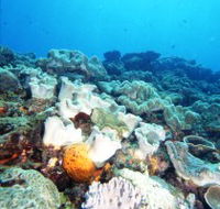 Mudjimba Old Woman Island Dive Site - Australian Destinations