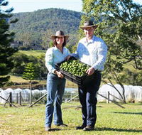 Hinterland Feijoas - Australian Destinations