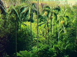 Book Cania QLD Attractions Australian Destinations Australian Destinations