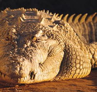 Koorana Crocodile Farm - Australian Destinations