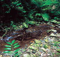 Wompoo Walk - Australian Destinations