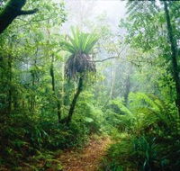 Lamington National Park Green Mountains Section - Australian Destinations