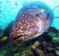 Lady Musgrave Island Dive Sites - Australian Destinations