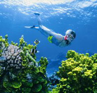 Wheeler Reef Dive Site - Australian Destinations