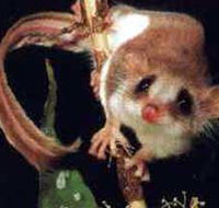 Carrowong Fauna Sanctuary - Australian Destinations