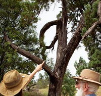 Charleville - Outback Native Timber Walk - Australian Destinations