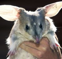 Charleville - Bilby Experience - Australian Destinations