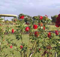 Elizabeth Park Rose Gardens - Australian Destinations