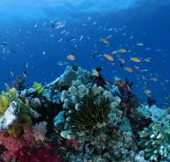 Cherubs Cave Dive Site - Australian Destinations