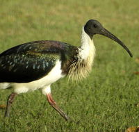 Toowoomba Bicentennial Waterbird Habitat - Australian Destinations