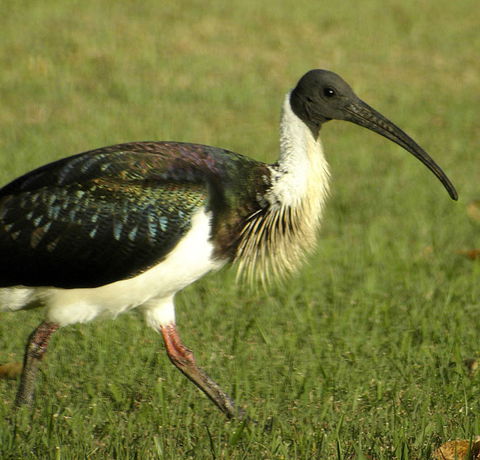 Toowoomba Bicentennial Waterbird Habitat - Australian Destinations 0