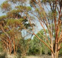 Myall Park Botanic Garden