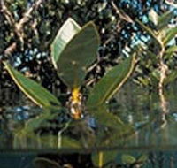 Jawbone Marine Sanctuary - Australian Destinations