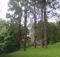 Mount Dandenong Arboretum - Australian Destinations