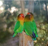 Ballarat Bird World - Australian Destinations