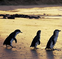 Phillip Island Nature Park - Australian Destinations