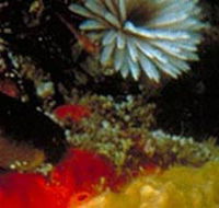 Point Cooke Marine Sanctuary - Australian Destinations