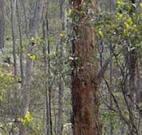 Heathcote-Graytown National Park - Australian Destinations