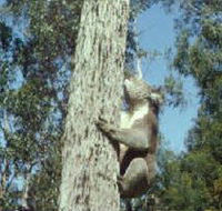 Creswick Regional Park - Australian Destinations