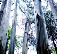Dandenong Ranges National Park - Australian Destinations