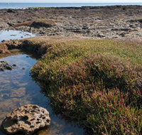 Ricketts Point Marine Sanctuary - Australian Destinations