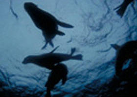 The Arches Marine Sanctuary - Australian Destinations 0