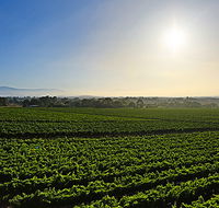 GREENSTONE VINEYARDS - Australian Destinations