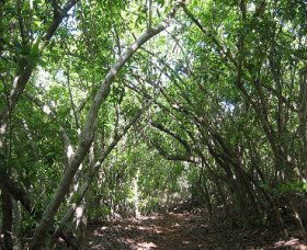 Eucalypt Trail - Australian Destinations 0