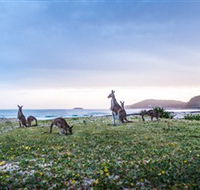 Pebbly Beach - Australian Destinations
