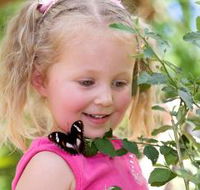 Coffs Harbour Butterfly House - Australian Destinations