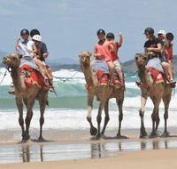 Camel Rides with Coffs Coast Camels - Australian Destinations