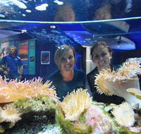 Solitary Islands Aquarium - Australian Destinations