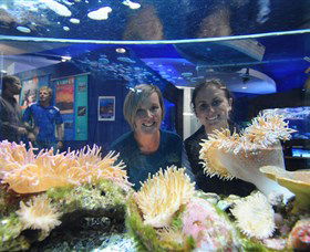 Solitary Islands Aquarium - Australian Destinations 0